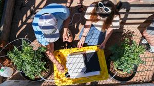 Overhead view of two people working on an electronic device on a yellow bin between two caged potted plants.