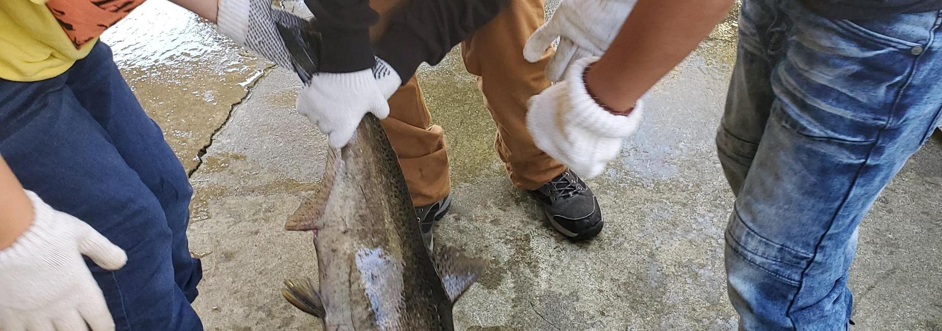 Trip to Fish Hatchery