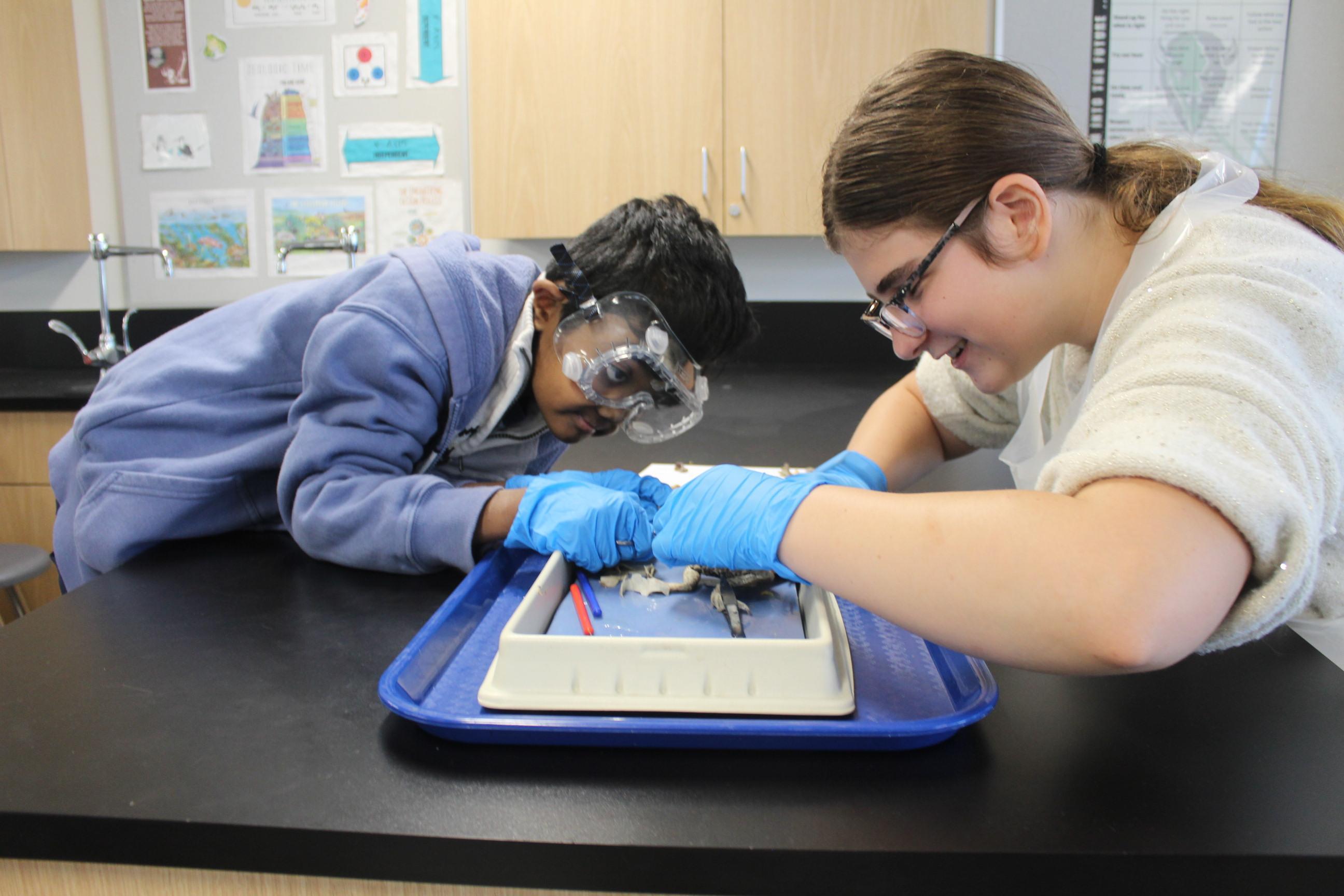 students dissecting a frog