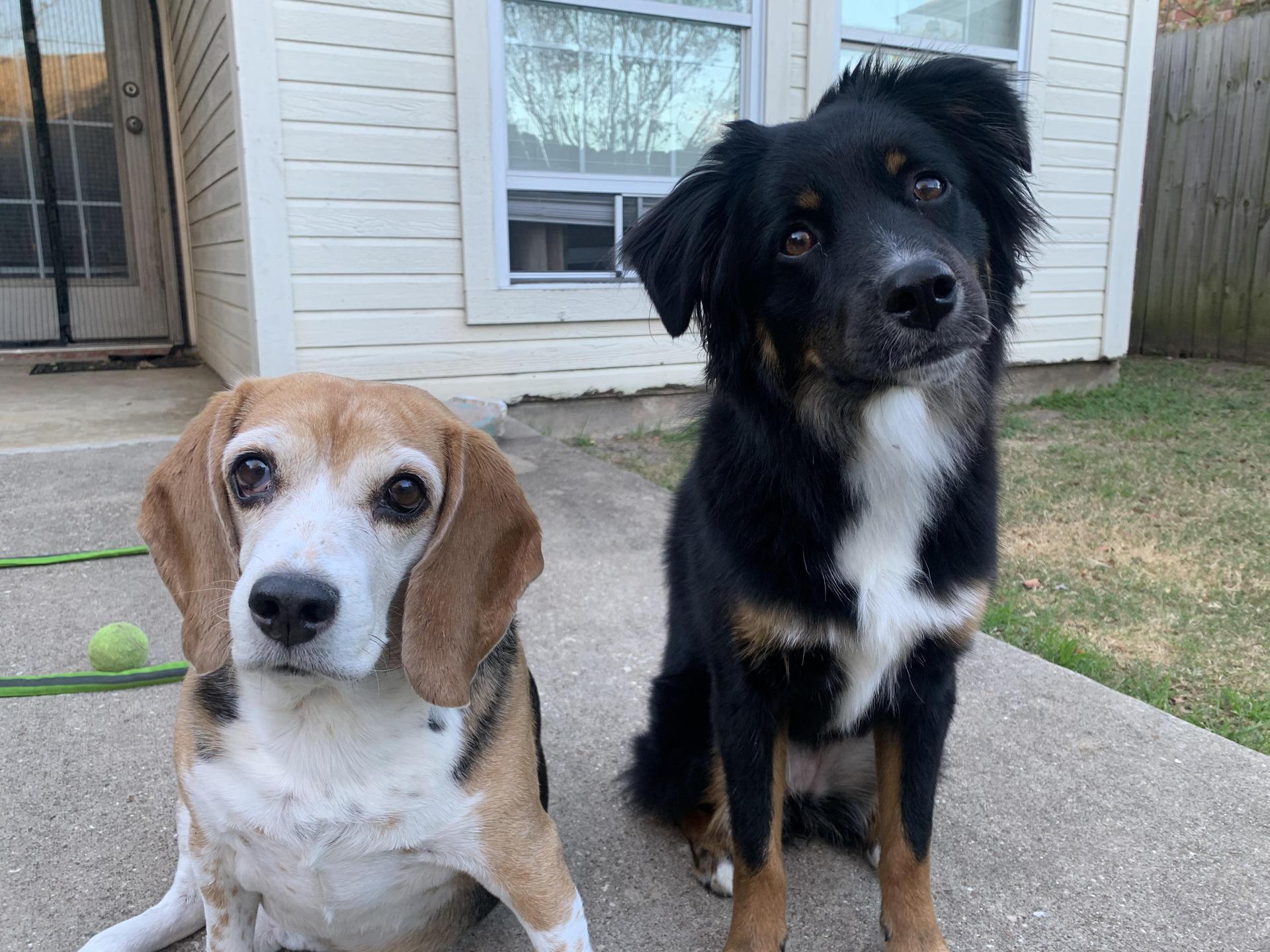 My Fur Babies