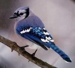 Bluejay