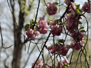 Screenshot 2026-04-17 at 12.30.18 PM.png