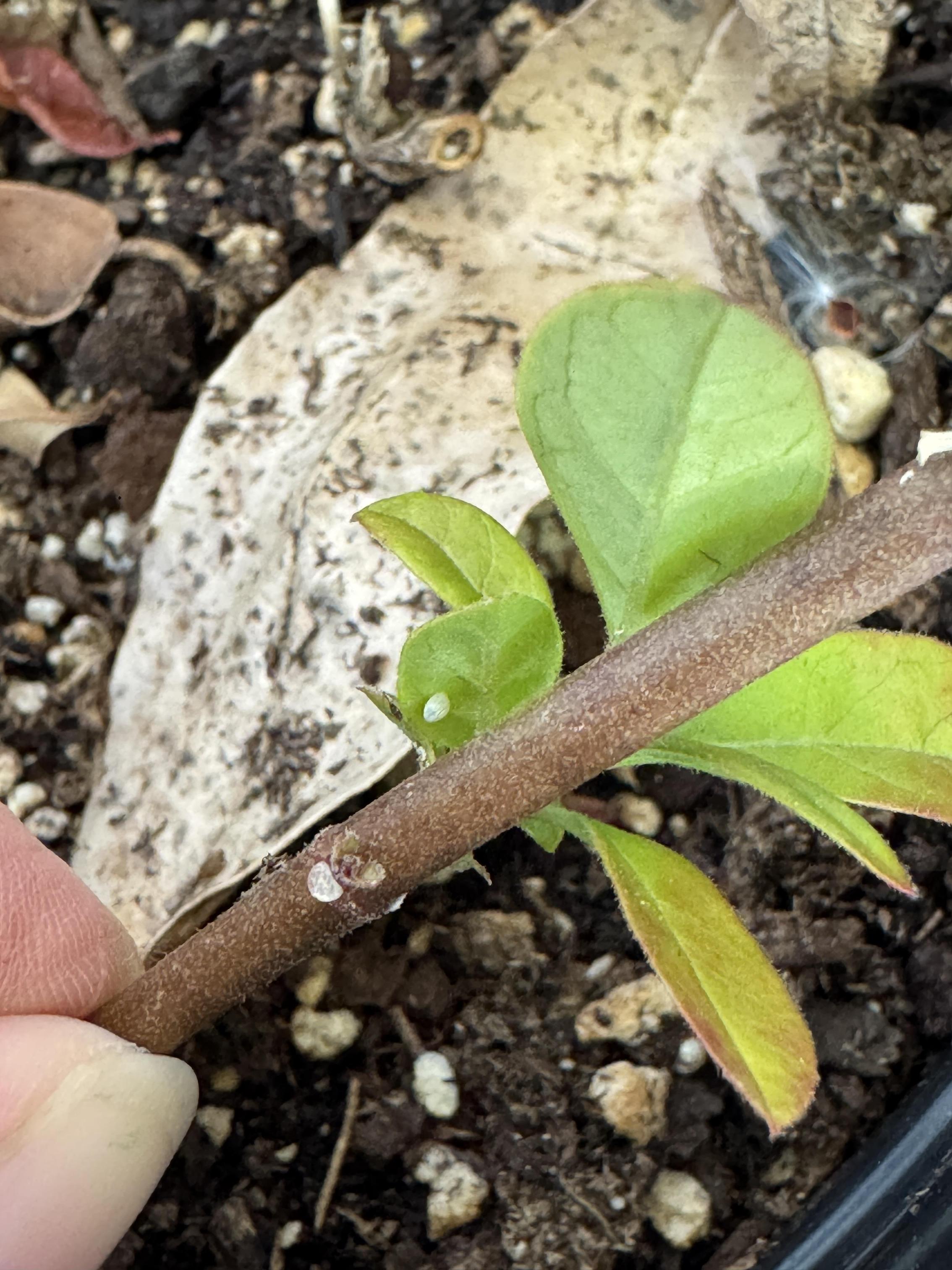 Students working on stewardship project