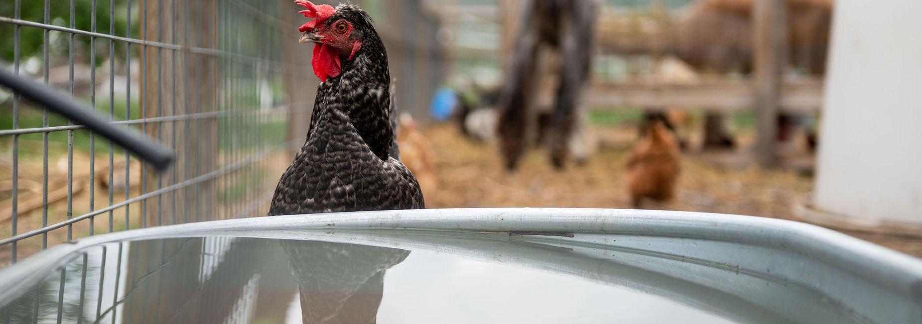 A black chicken stands near a water trough in a farmyard setting.
