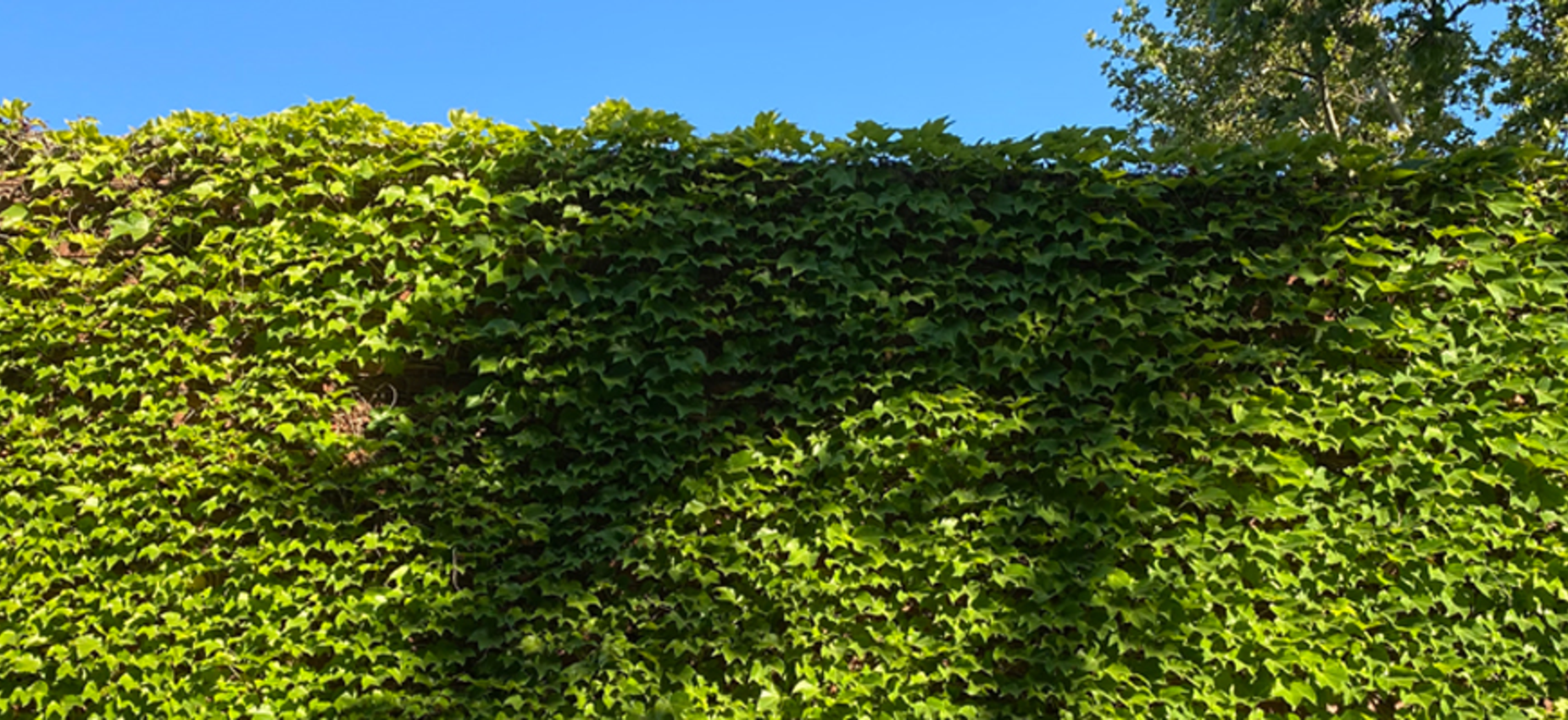 Photo of ivy growing on the Hamilton Fish Park wall.