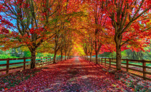 fall road filled with leaves