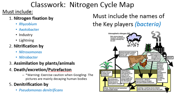 Create your own Nit cycle # 2.PNG