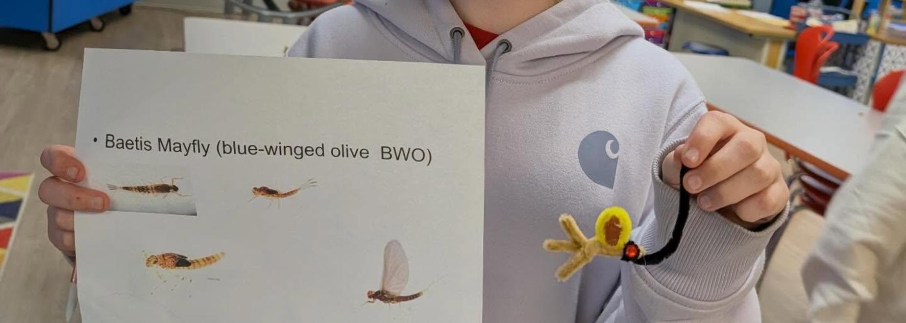 Child holding a sign about Baetis Mayfly in a classroom.