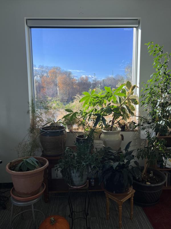 View from a window in the new building. There are green plants inside and trees outside.