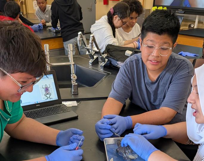 Frog dissection day in science class