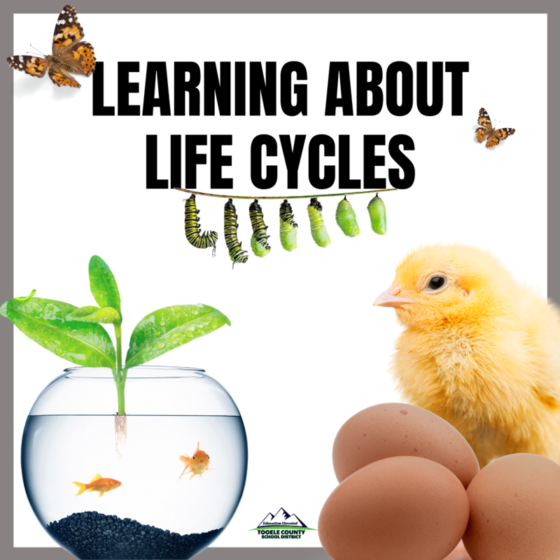 Learning about Life Cycles in the Classroom Thumbnail Image