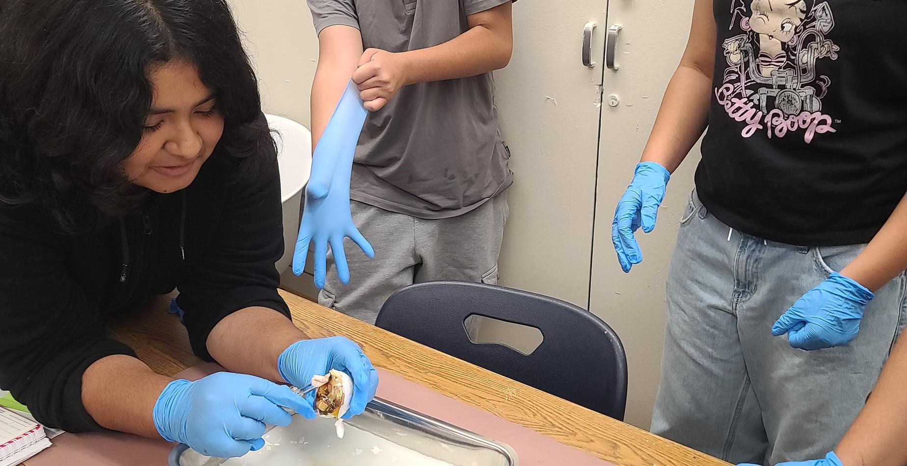 egg dissection