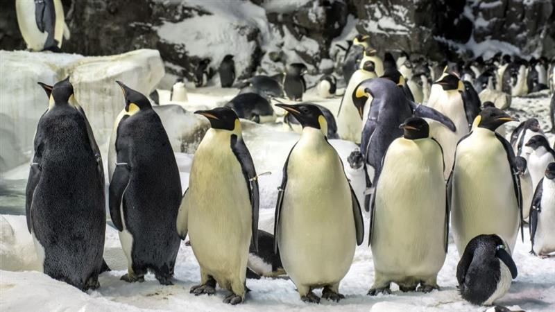 San Diego Zoo, Penguin Cam