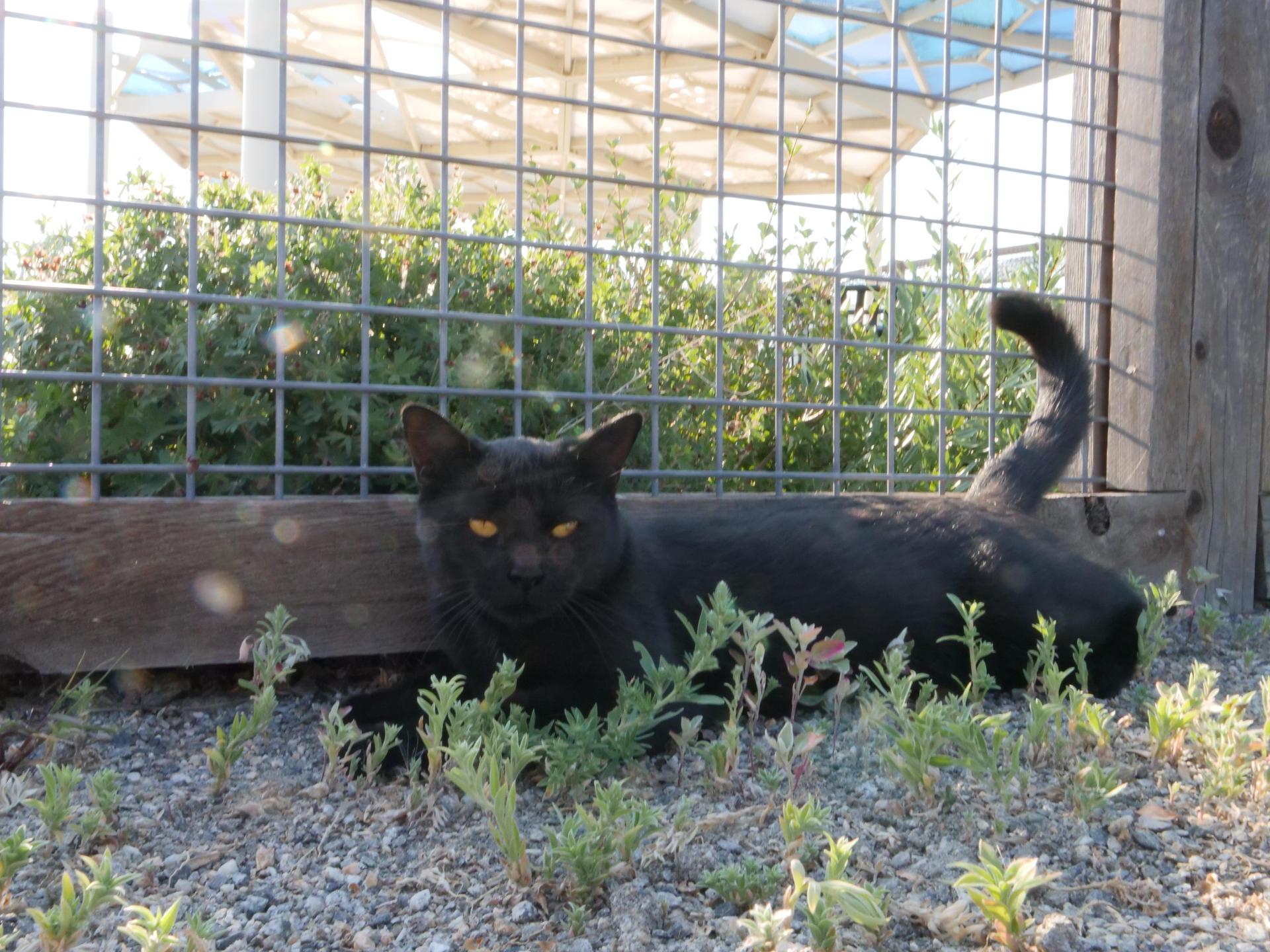 a black farm cat laying in the garden
