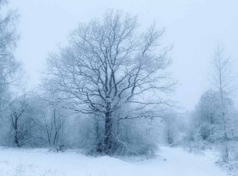 Snow Scene with Trees and Ice
