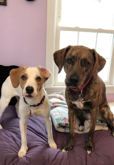 My dogs, Gracie and Ellie!