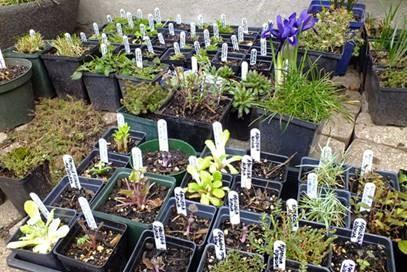 Byron FFA Plant Sale