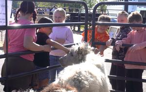 Students learn about yaks at the petting zoo.