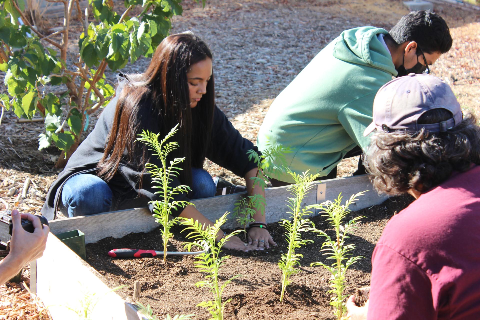 Sotomayor Farm
