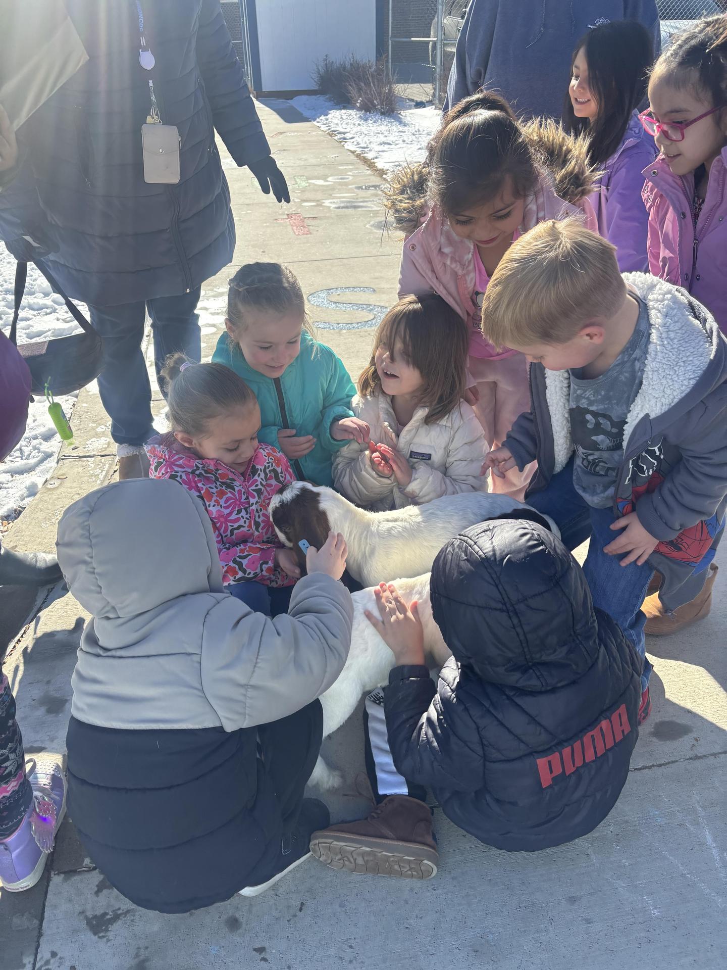 baby goats with students