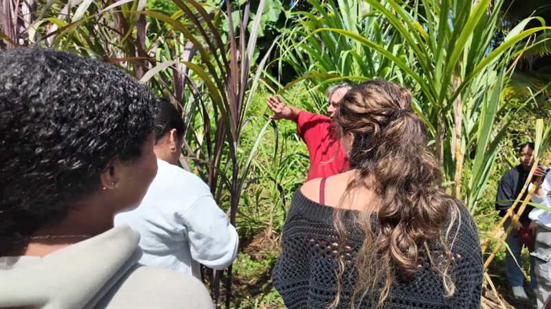 Sugar Cane Harvesting and Planting | Project Based Learning Featured Photo