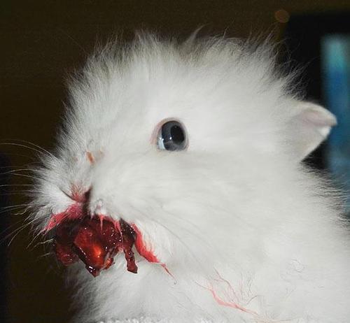 bunny eating cherry