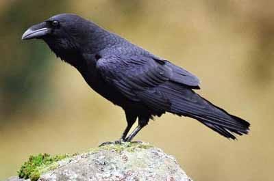 Common Raven