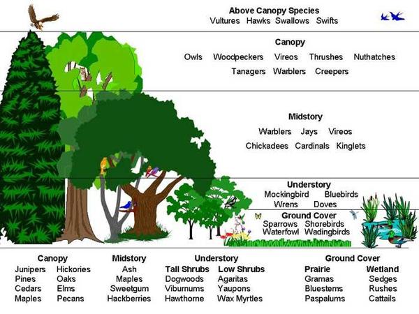 Forrest Ecosystem.jpg