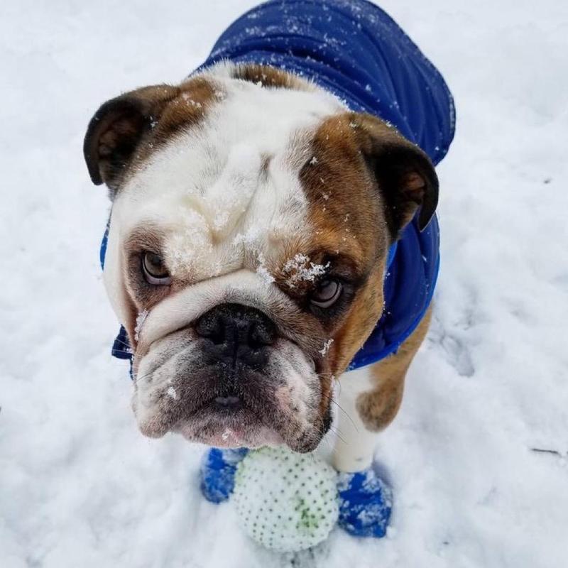 Bulldog in snow