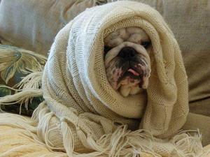 English bulldog wrapped up in blanket