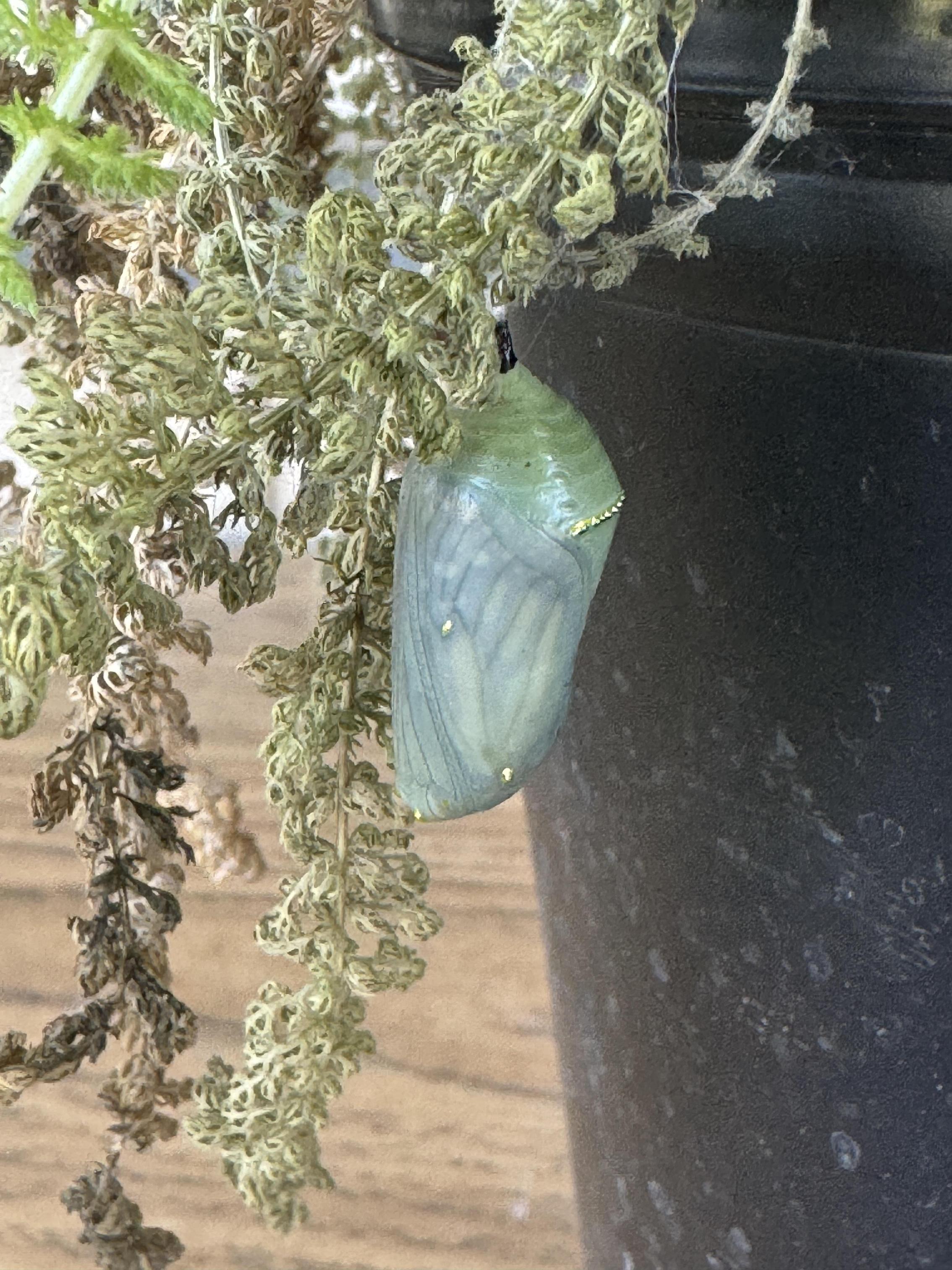 Students working on stewardship project