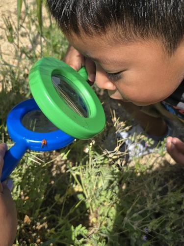 Child observing a bug through a magnifying glass in a garden.