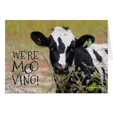We've Mooved