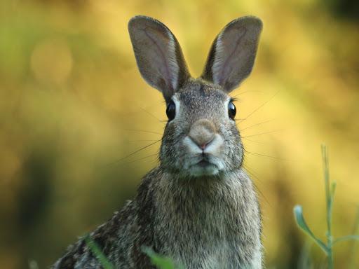 rabbit