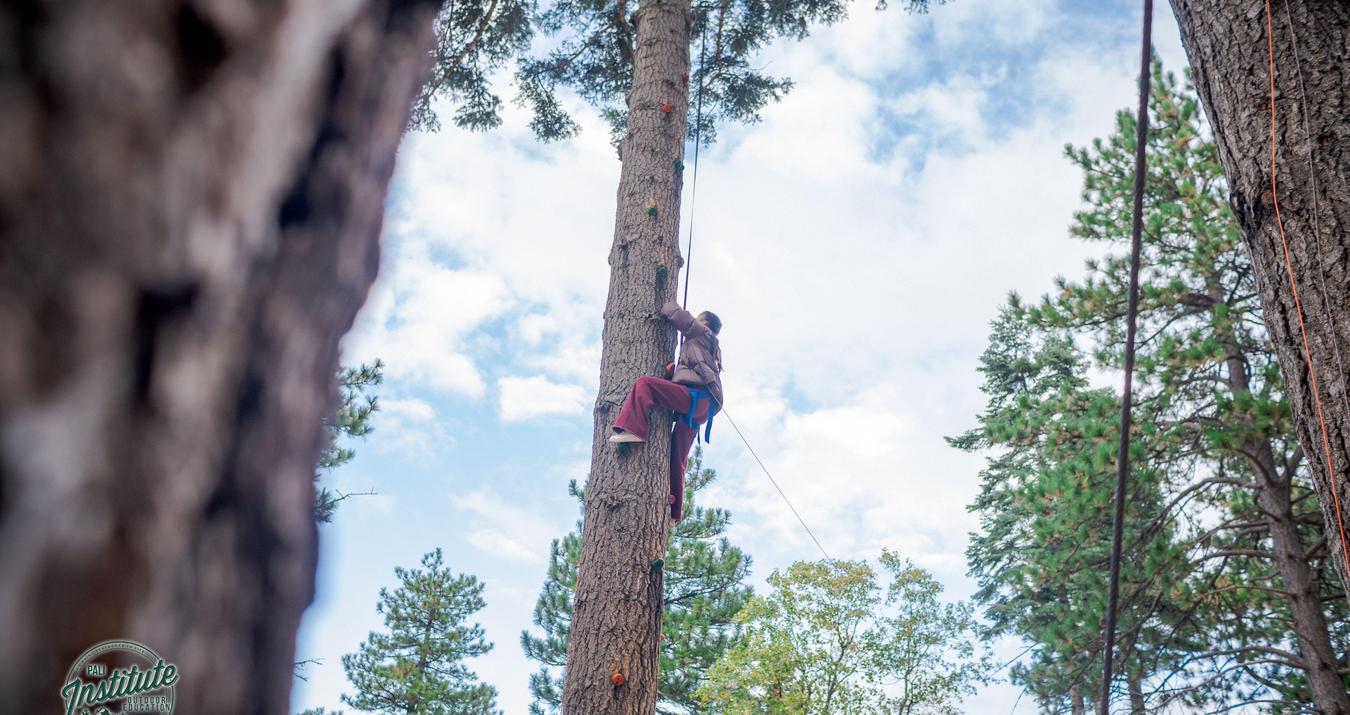 Person climbing a tall tree amidst a wooded area under a blue sky.