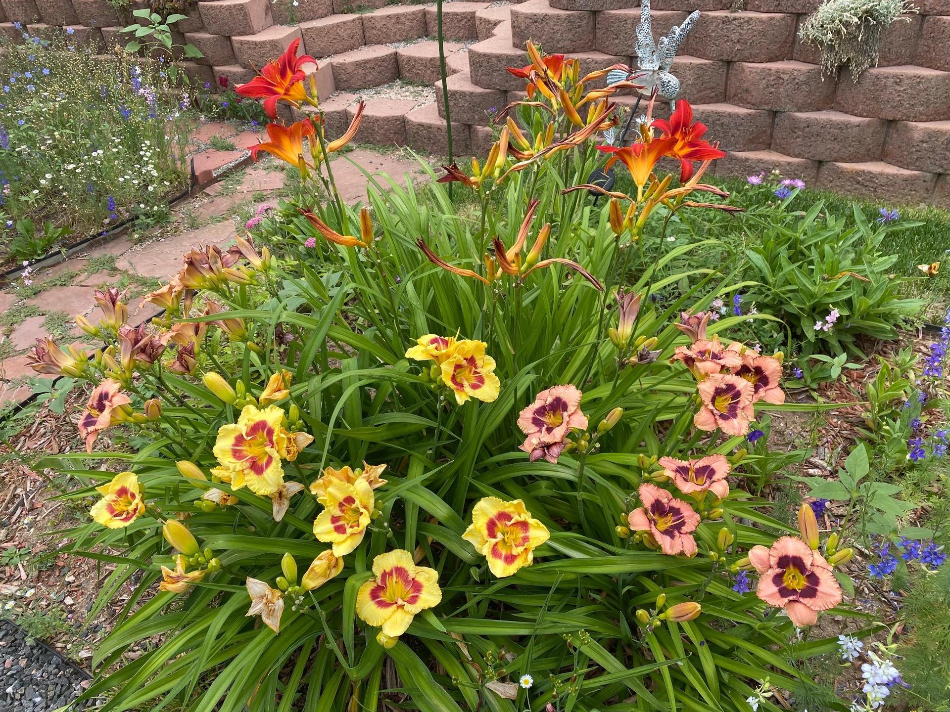 Colorful flower garden featuring vibrant red, yellow, and orange daylilies.