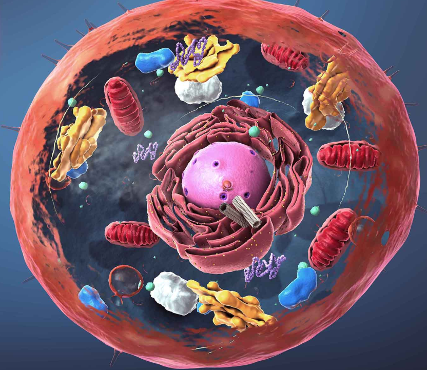 cell