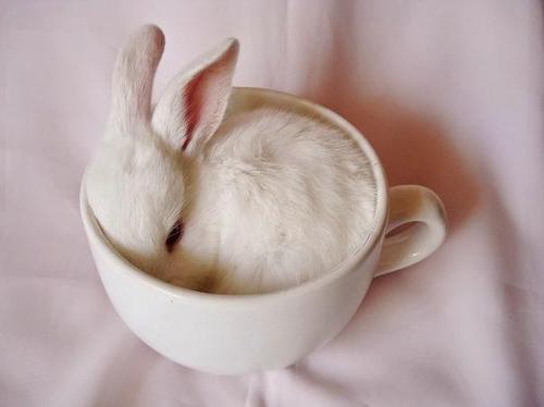 bunny in teacup