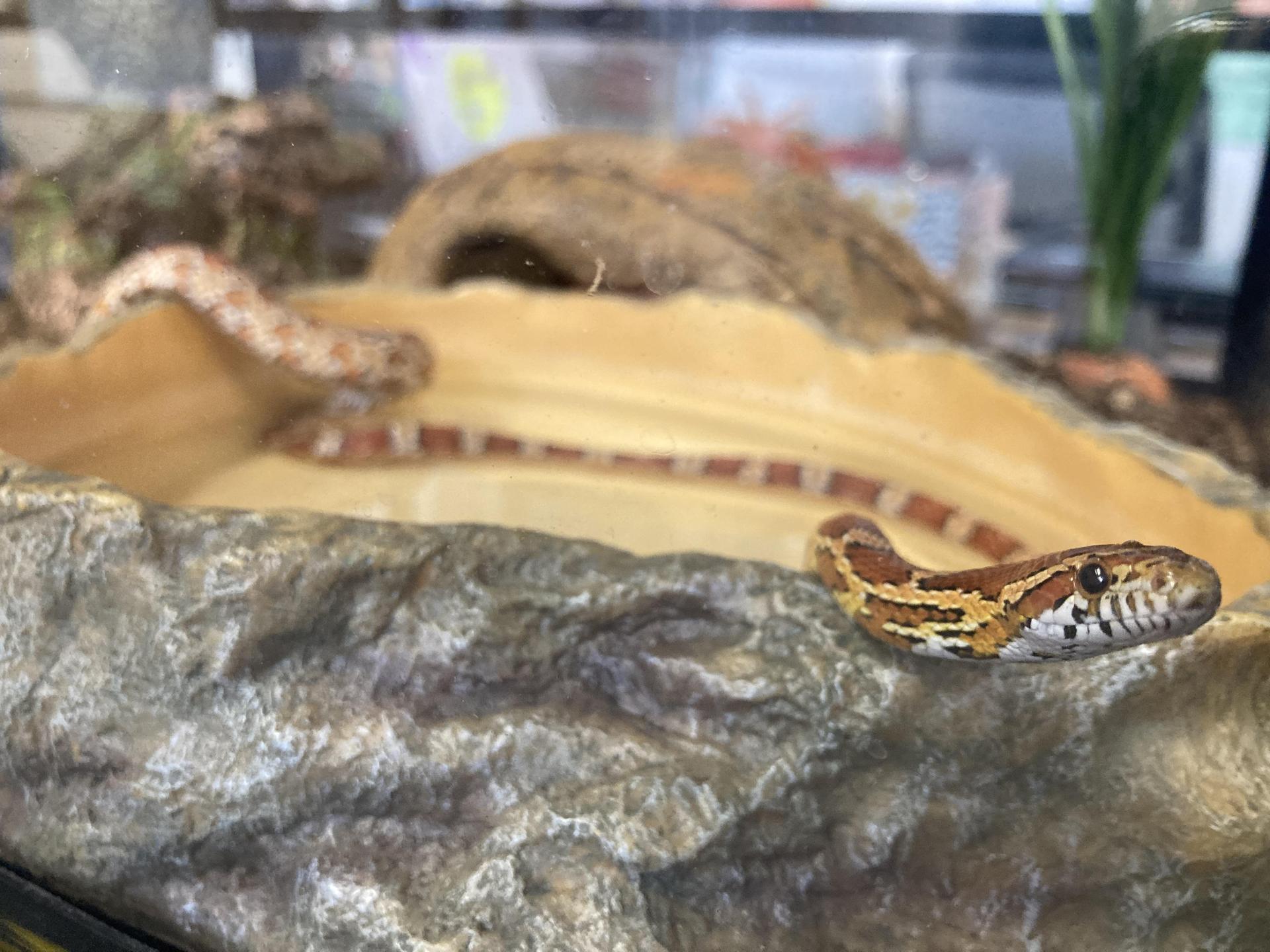 Draco