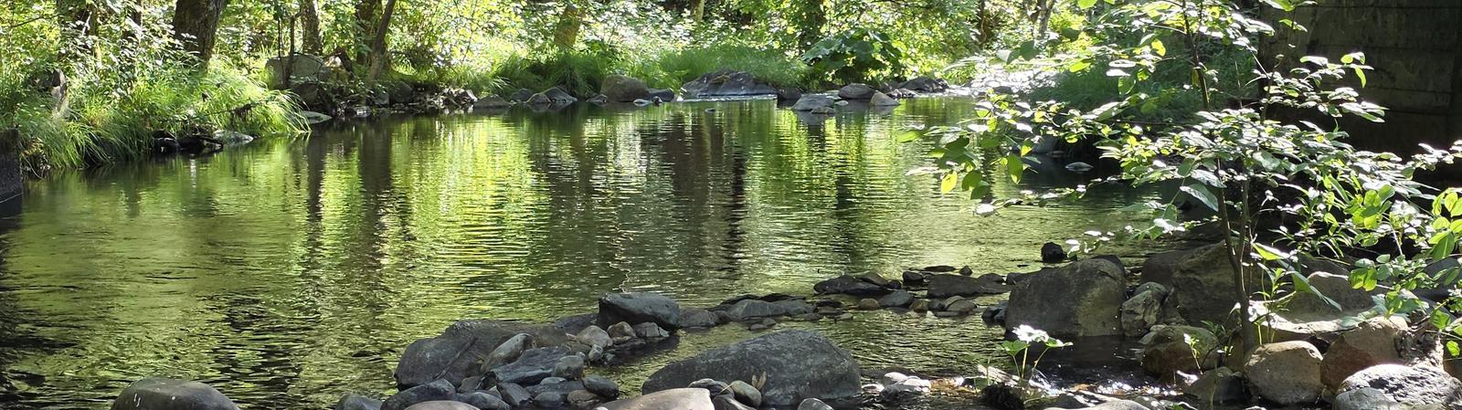 creek with rocks and green trees all around