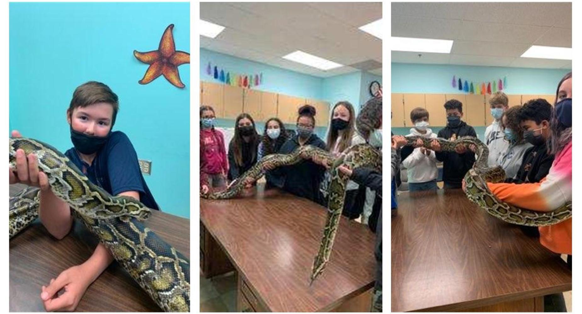 snakes