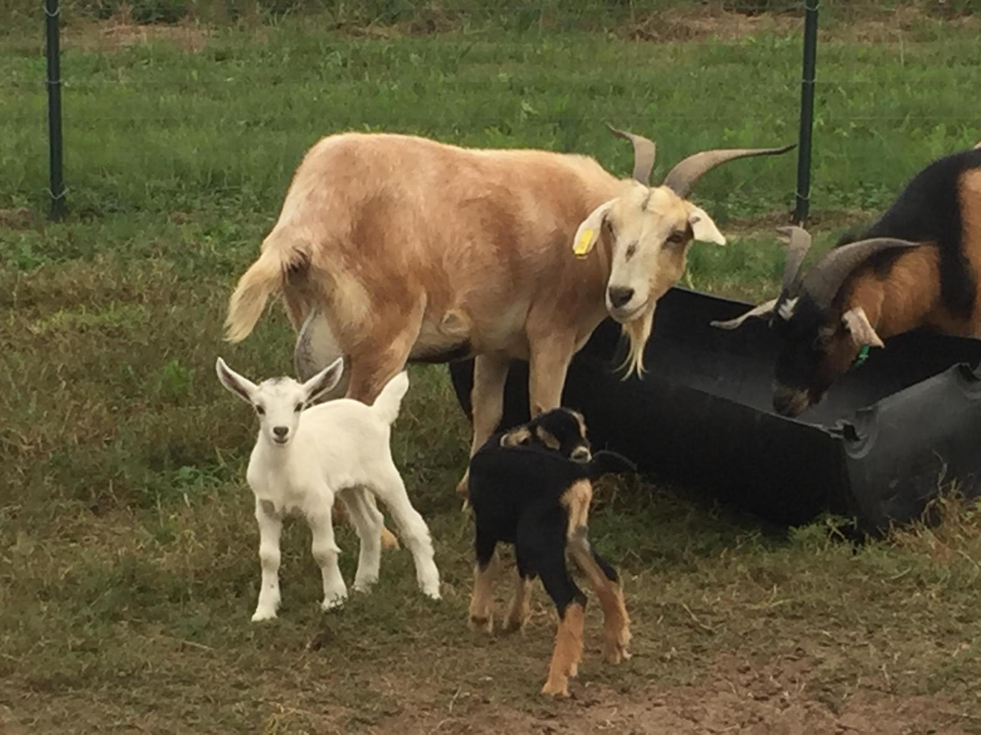 New baby goats and mom