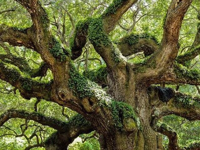 A zoomed in view of the top of the trunk of a large oak tree.