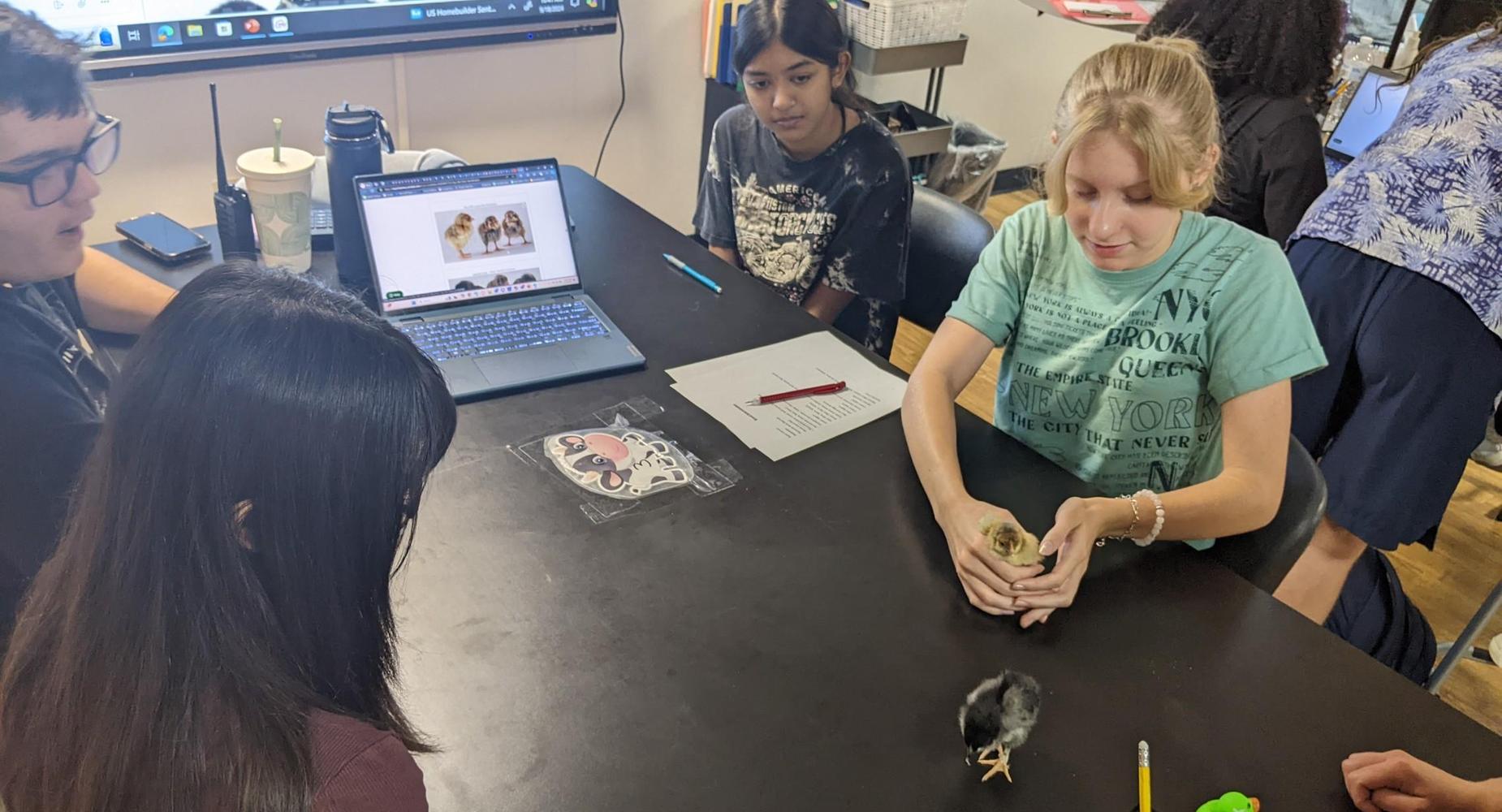 High School learns more about the newly hatched chickens
