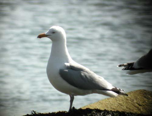 Herring Gull