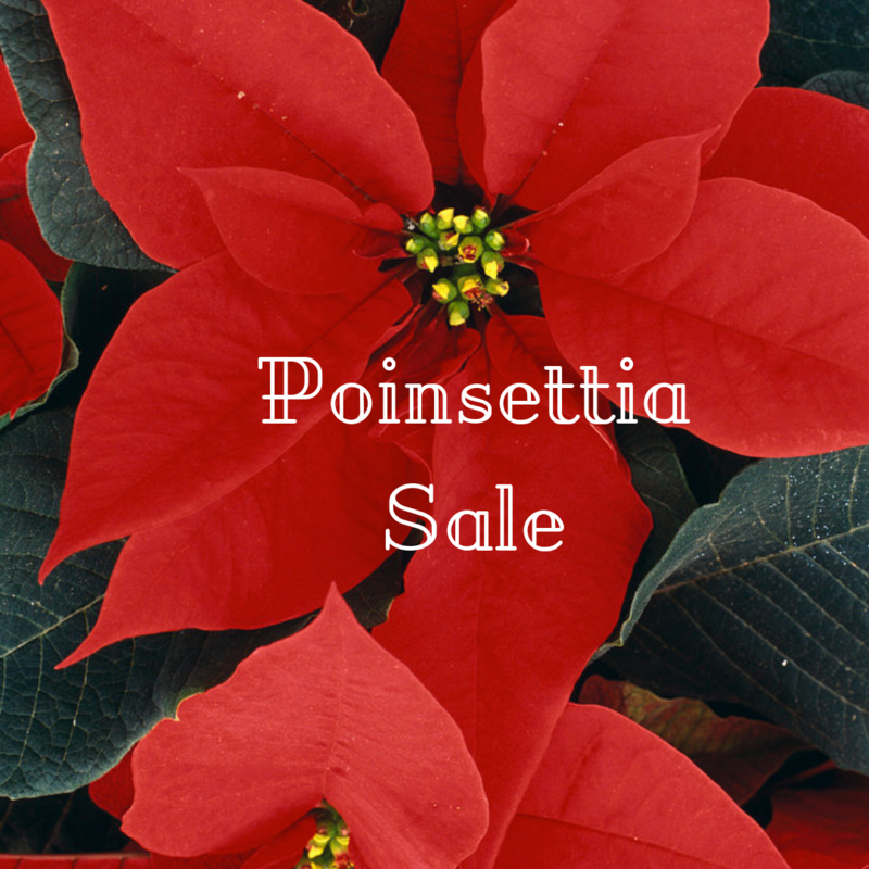 Poinsettia Sale Featured Photo