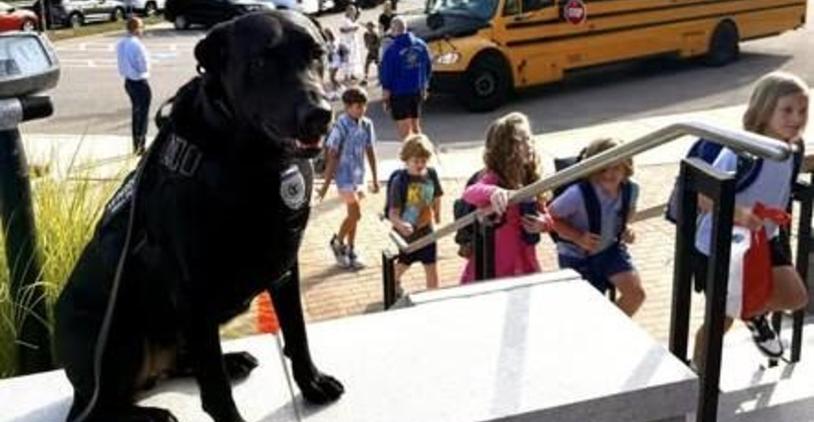 A police dog sitting on steps as children walk past with a school bus in the background.
