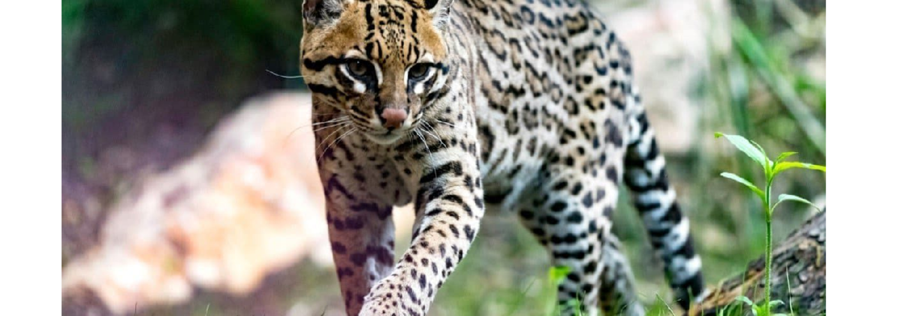 Home of the Ocelots!