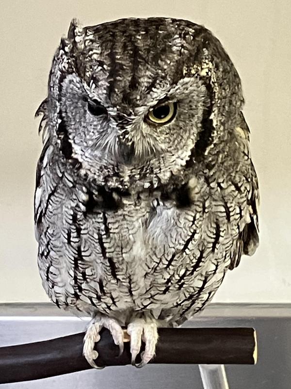 Giving Our Owls a Place to Call Home