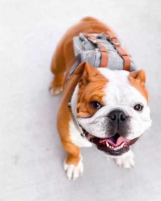 english bulldog with a gray backpack